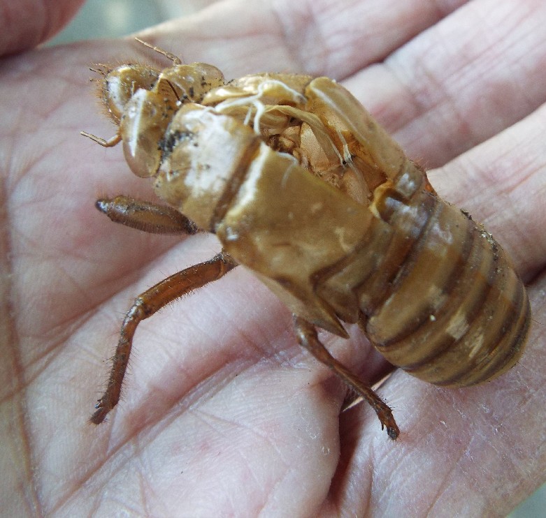 Cicadidae (?) australiane